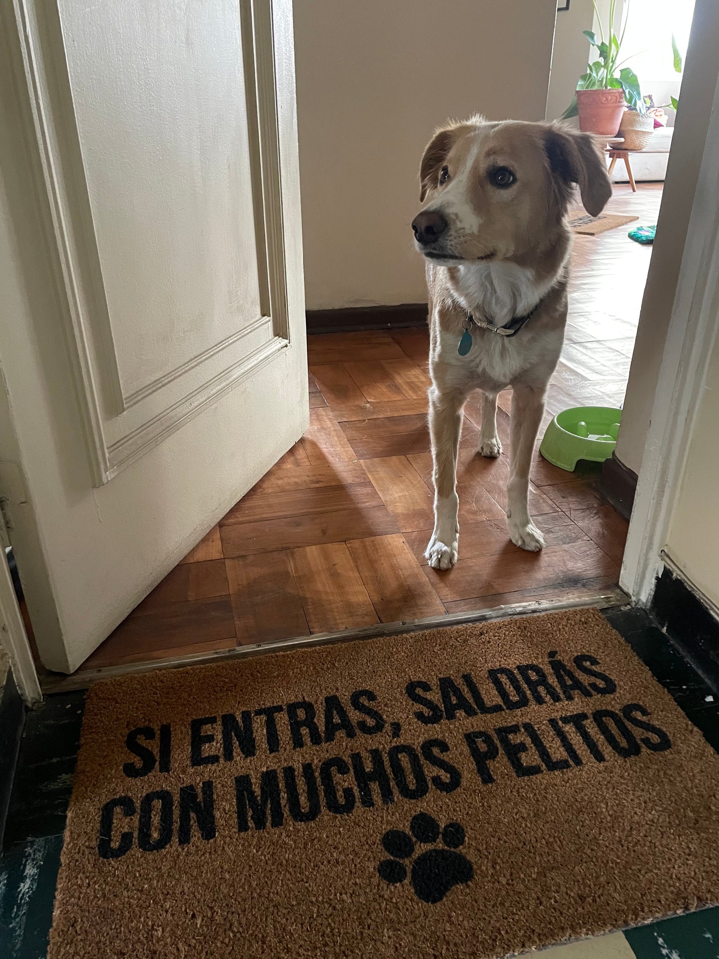 si entras saldrás con muchos pelitos - santuario empatia