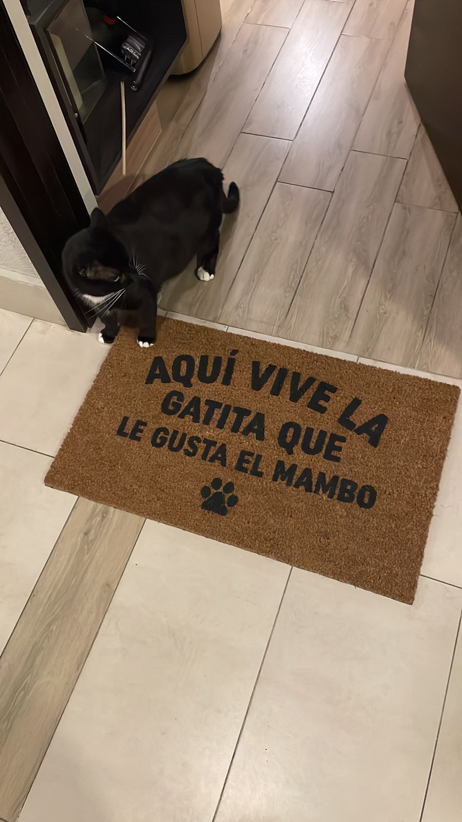 la gatita que le gusta el mambo